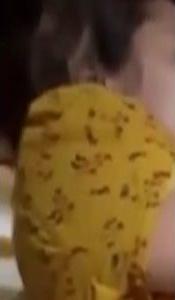 Bini Udah Berselimut Diganguin Aja Diajak Ngewe